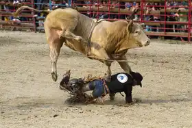Majkut, Peter: Bullrider