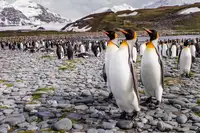 Lunney, Karen: Penguins of Salisbury Plain