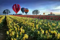 Lee, William: Horkovzdušné balóny nad tulipánovým polem