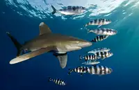 Beeck, van Dray: Oceánský žralok bělocípý (Carcharhinus longimanus)