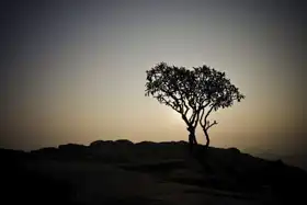 Neznámý: Strom při východu slunce