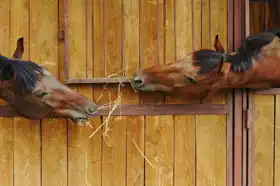 Neznámý: Dva koně ve stáji