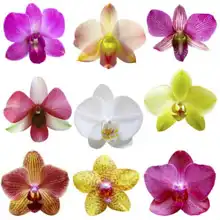 Neznámý: Orchideje na bílém pozadí