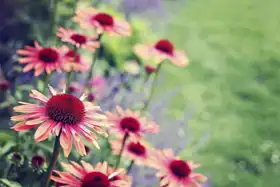 Neznámý: Třapatka - květiny v zahradě