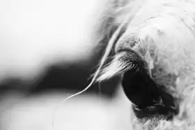 Neznámý: Detail oka koně