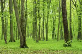 Neznámý: Zelený les