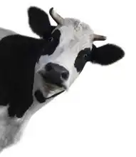 Neznámý: Funny kráva
