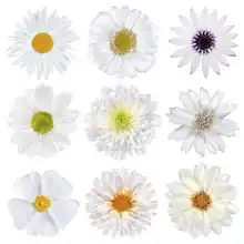 Neznámý: Bílé květy na bílém pozadí