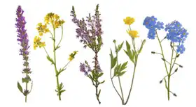 Neznámý: Sbírka divokých květin