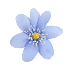 Neznámý: Modrý květ na bílém pozadí