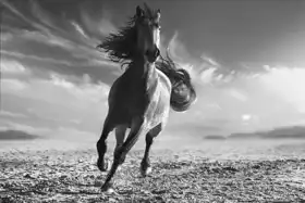 Neznámý: Běžící kůň
