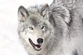 Neznámý: Krása vlka