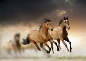 Neznámý: Koně v západu slunce