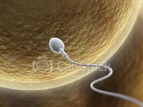 Neznámý: Spermie s vajíčkem