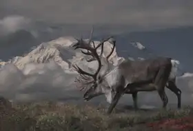 Neznámý: Sob a Mt. McKinley, Denali National Park, Aljaška