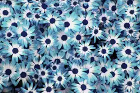 Neznámý: Modré květy