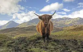 Neznámý: Kráva v Trossachs s horami Arrochar v dálce