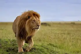 Neznámý: Nejkrásnější lev v Masai Mara