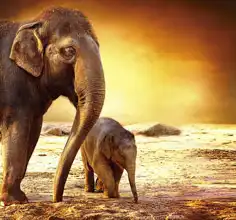 Neznámý: Sloni - slonice se slůnětem