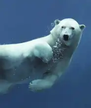 Neznámý: Lední medvěd pod vodou