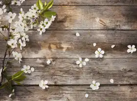 Neznámý: Květiny na dřevěném pozadí
