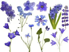 Neznámý: Sada modrých květů na bílém pozadí