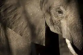Neznámý: Slon africký