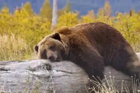 Neznámý: Medvěd na Aljašce