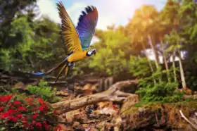 Neznámý: Ara papoušek