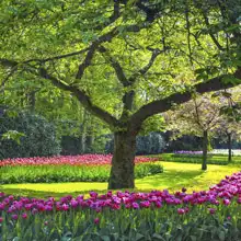 Neznámý: Strom a tulipány
