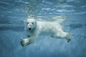 Neznámý: Lední medvěd