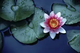 Neznámý: Lotosový květ