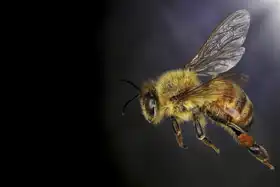 Neznámý: Letící včela