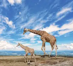 Neznámý: Žirafy a modrá obloha