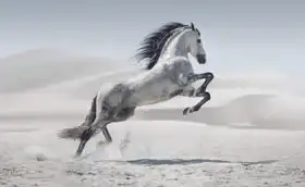 Neznámý: Divoký kůň