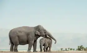 Neznámý: Slonice se slůnětem