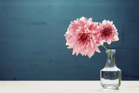 Neznámý: Krásné růžové květy ve váze