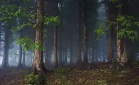 Neznámý: V temném lese