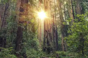 Neznámý: Sunny Redwood Forest v severní Kalifornii