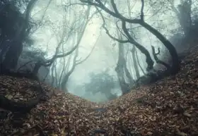 Neznámý: Stezka přes záhadný les