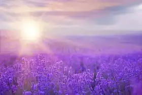 Neznámý: Západ slunce nad polem levandule v Provence