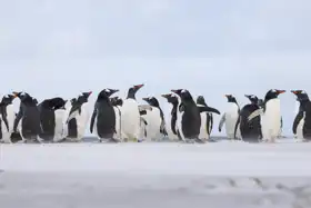Neznámý: Kolonie tučňáků sloních