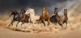 Neznámý: Stádo koní