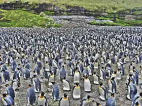 Neznámý: Kolonie tučňáků