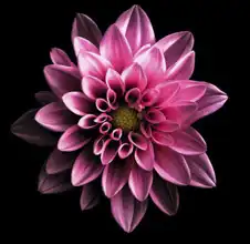 Neznámý: Růžový květ jiřiny