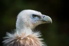 Graf, Sebastian: Letošní móda