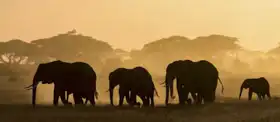 Neznámý: Siluety slonů