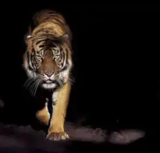 Neznámý: Tygr