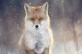 Neznámý: Liška v zimě