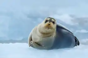 Neznámý: Tuleň v Severním ledovém oceánu